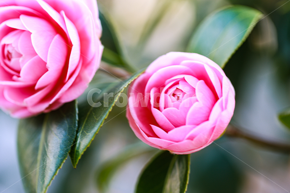 동백,식물,꽃,blossom,flower,식물,자연,plants,nature,꽃,flower