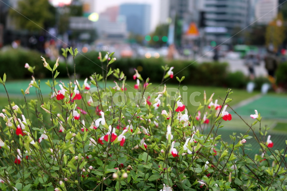꽃,체리세이지,오텀세이지,식물,허브,세이지,꿀풀과,향신료,자연,도시,풍경,city,landscape,식물,자연,plants,nature,꽃,flower,plant,blossom,geranium,제라늄