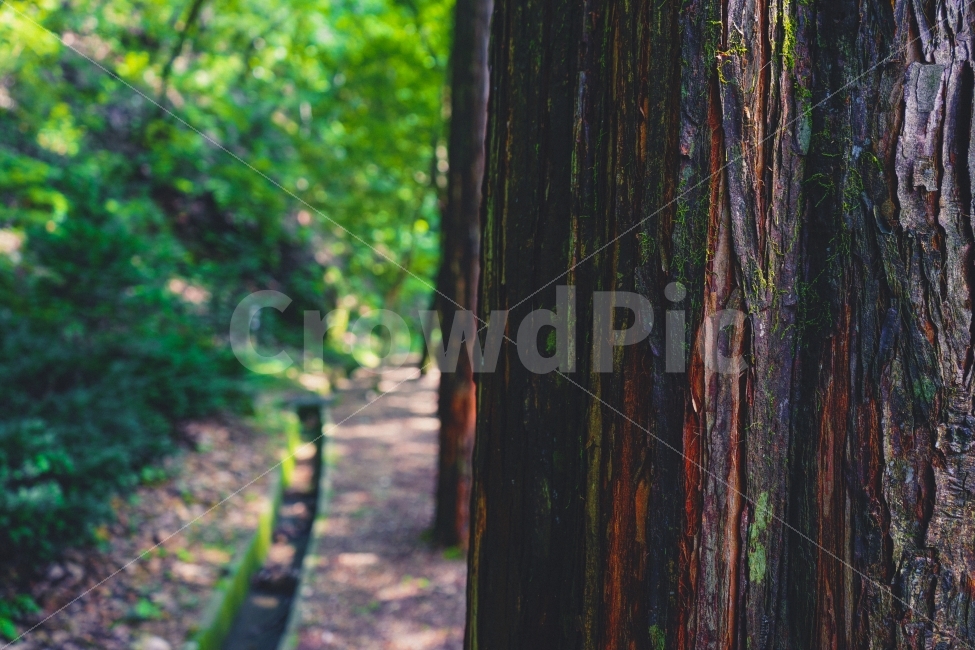 여름,자연풍경,휴식,힐링,감성사진,여행,휴가,나무,식물,길,여름,계절,summer,season,휴식,힐링,rest,relaxation,healing,식물,자연,plants,nature,tree,plant