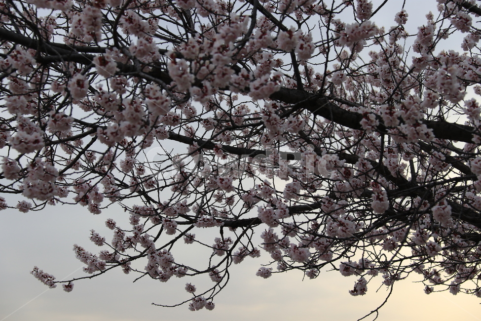 plant,flower,cherryblossom,blossom,꽃,벚꽃,식물,자연,식물,자연,plants,nature,꽃,flower