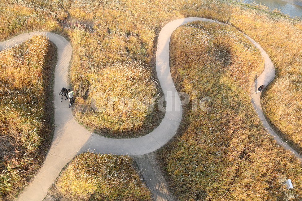 가을,억새,길,시흥갯골생태공원,fall,road,park,silvergrass,가을,계절,fall,autumn,season,사람,인물,인간,human,person,도로,asphalt,아스팔트