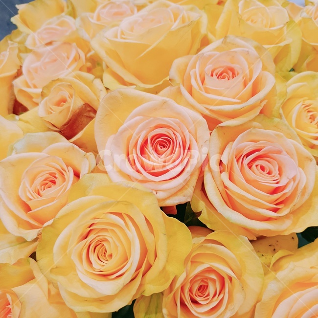 장미,rose,노란장미,yellowrose,꽃,질투,시기,완벽한성취,식물,생화,아름다운,beautiful,아름답다,꽃잎,petal,floralleaf,yellow,노랑,노란색,식물,자연,plants,nature,꽃,flower