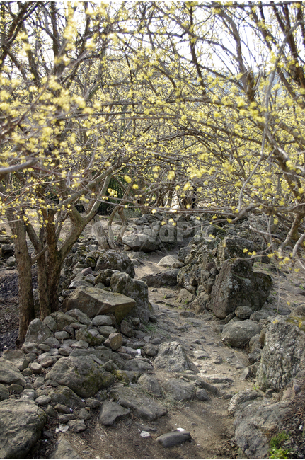 돌담,길,돌담길,산수유,나무,봄,봄날,봄풍경,봄꽃,감성,spring,flower,봄길,산책,봄나들이,식물,꽃,봄,계절,spring,season,식물,자연,plants,nature,꽃,flower,ground,바닥,rubble,파편