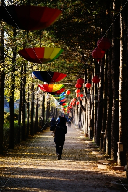 사물,우산,남이섬,가을,길,사람,자연,풍경,nature,landscape,가을,계절,fall,autumn,season