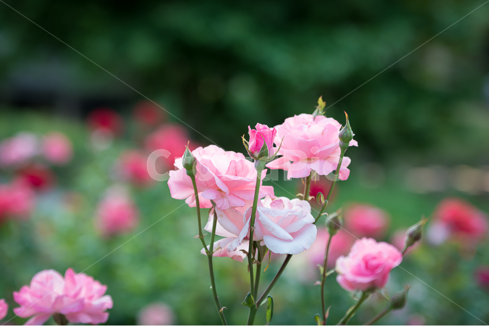 장미,꽃,계절,자연,식물,야외,공원,nature,season,plants,flower,감성,sensible,feeling,rose,빨강,레드,red,붉은색,핫핑크,hotpink,정열,열정,사랑,그린,녹색,green,핑크,pink,분홍색