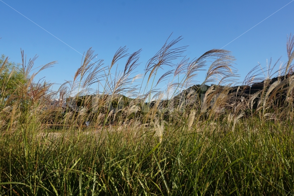 가을,계절,갈대,자연,풍경,fall,autumn,season,nature,landscape,힐링,휴식,rest,reed,자연,풍경,nature,landscape,가을,계절,fall,autumn,season,grass,잔디,plant,식물,lawn