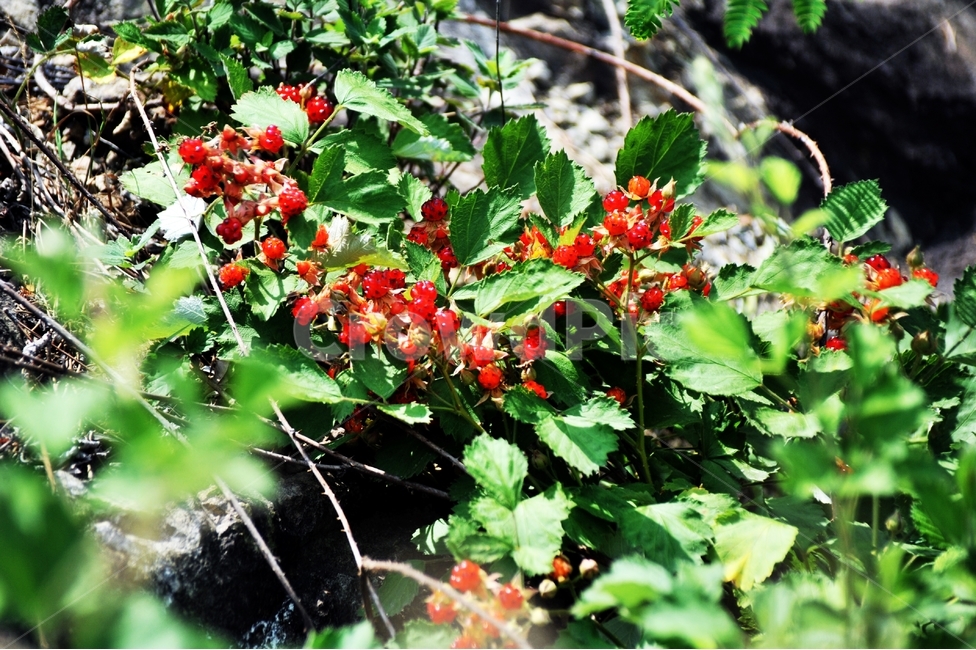 raspberry,Fruit,summer fruit,Bokbunja,plant,strawberry,food,natural food,health food