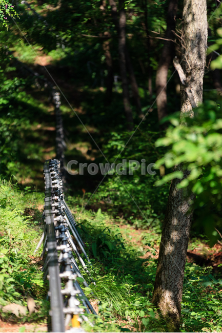 모노레일,비봉산,활공장,나무,숲,자연,풍경,nature,landscape,tree,plant,식물