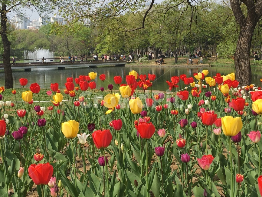 꽃,자연,예쁜꽃,공원,식물,튤립,나무,풍경,알록달록,호수,노랑,빨강,nature,flower,tulip,scenery