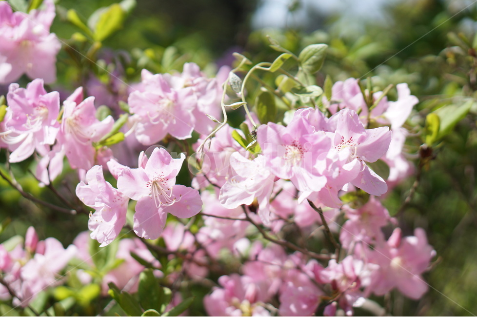 산철쭉꽃,핑크,빛,봄,산,봄,계절,spring,season,식물,자연,plants,nature,꽃,flower,plant,blossom