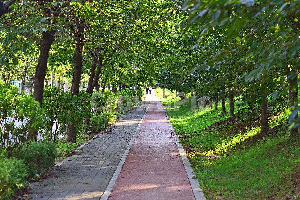 산책로,힐링코스,길,워킹,보도,숲,숲길,걷고싶은길,나무,tree,plant,road,forest,보도블럭,한적한,빛,울창한,path,통로