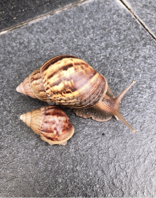 왕달팽이,달팽이,연체동물,달팽이눈,식용달팽이,뉴달팽이,등껍질