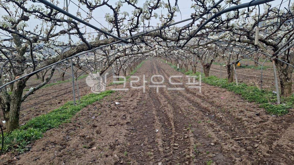 자연,nature,soil,토양,배농장,배나무,나무터널