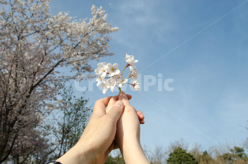 커플,벚꽃,봄,손,하늘,자연,계절,꽃잎,개화,분기,나무,배경,아름다움,꽃,여자,남자,사랑,컨셉,남성,여성,아름다운,봄,계절,spring,season