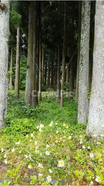 자연,유후인,휴식,일본,꽃,산책,풀,나무,경관,경치,환상적,자연,풍경,nature,landscape,tree,plant,식물,tree trunk,나무 줄기