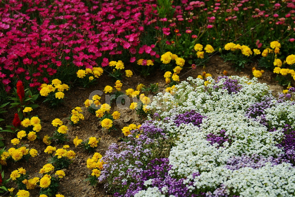 꽃,식물자연,plants,색깔,색상,색채,color,sense,flower,풍경자연,식물,꽃밭,가든,감성