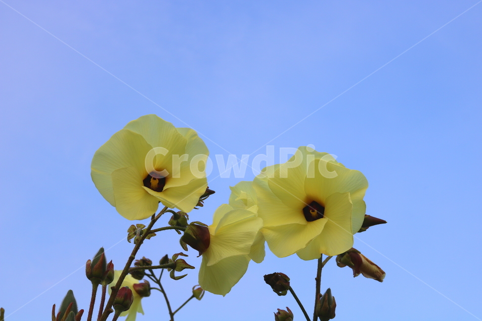 닥풀,꽃,닥풀꽃,식물,자연,황추규,황촉규,아욱과,식물,자연,plants,nature,꽃,flower