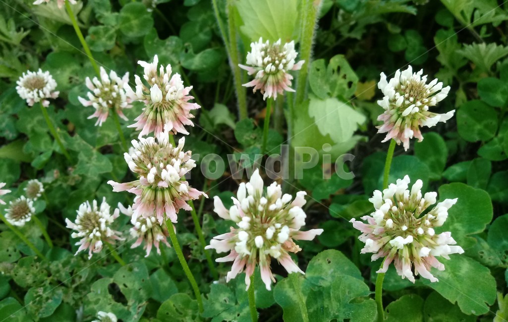 토끼풀,식물,clover,콩과,질소고정식물,흰색꽃