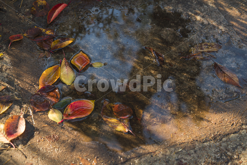 낙엽,계절,가을,잎,생물,생명,식물,컬러,색감,가을,계절,fall,autumn,season