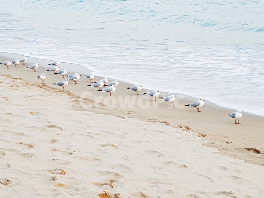 갈매기,바다,파도,새,모래,해변,바다,beach,sea,동물,animal,조류,새,birds