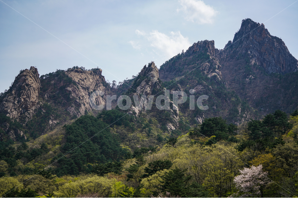 설악산,봄,울산바위,관광,강원도,seoraksanmountain,seoraksannationalpark,koreanmountain,spring,may,tour,ulsanbawirock,자연,풍경,nature,landscape,한국자연풍경,한국자연경관,korea nature landscape,outdoors,옥외,tree,나무,plant,식물,abies,아비,fir,전나무,mountain range,산맥,mountain,산