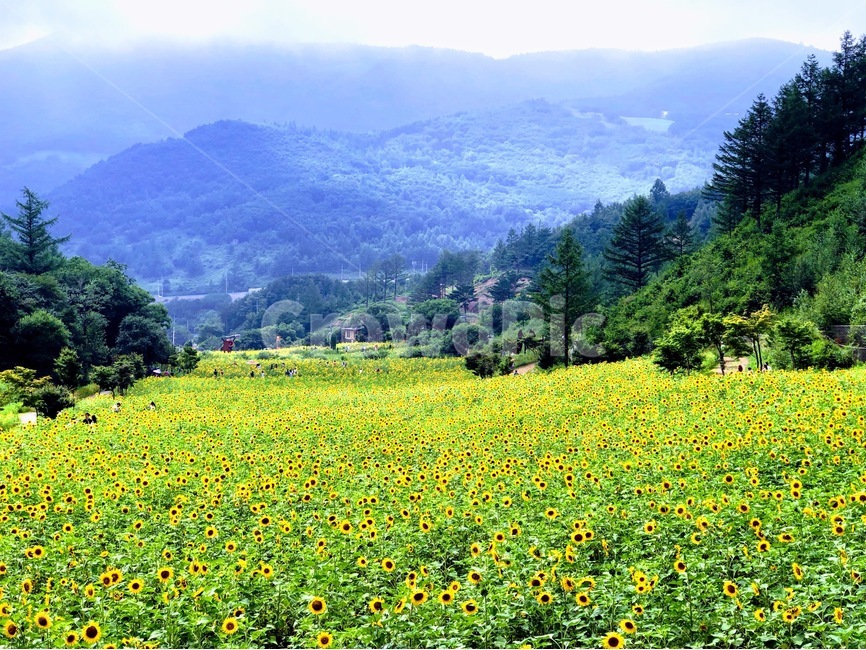 해바라기,산,자연,나무,정원,자연,풍경,nature,landscape,grassland,목초지,outdoors,옥외,field,들