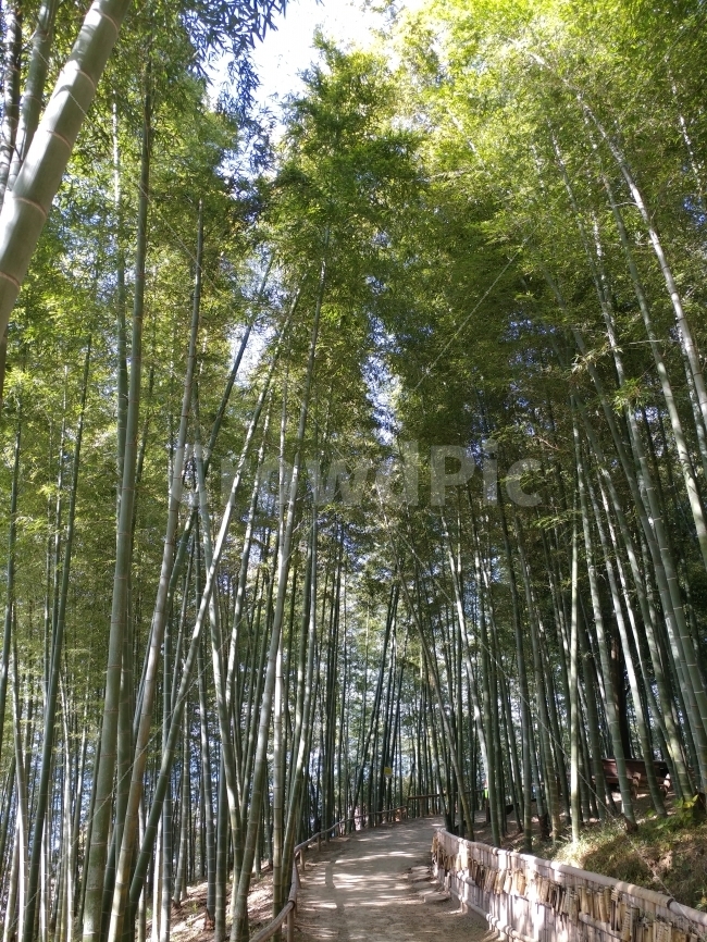 대나무,대나무숲,Bamboo,초록,숲길,풍경,맹종죽,거제,자연,풍경,nature,landscape,식물,plants,나무,trees,wood,plant