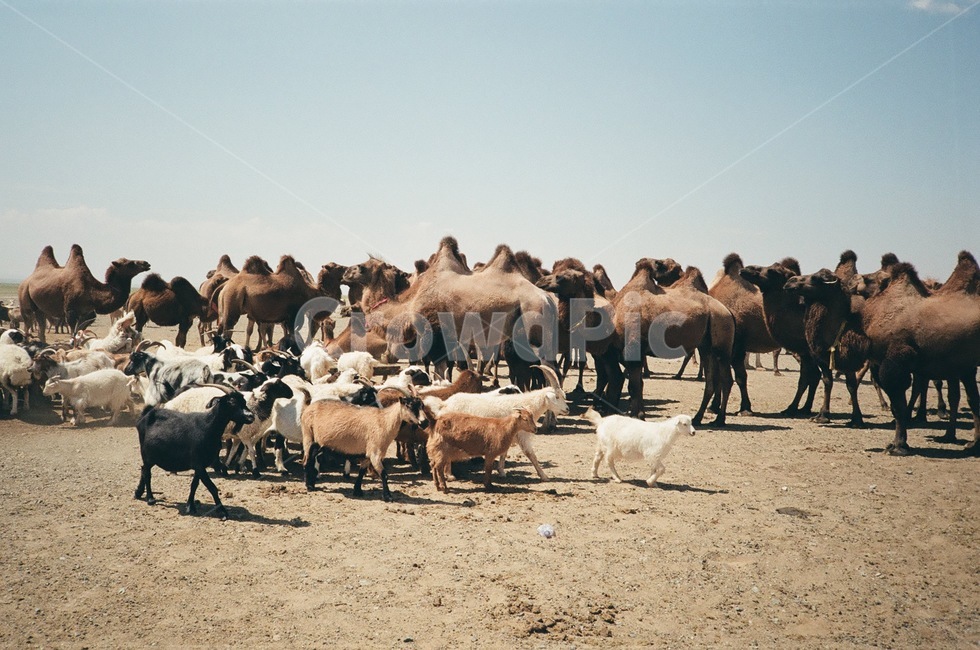 몽골,동물,자연,animal,낙타,몽골낙타,필름카메라,필름,natural,해외,외국,세계,foreign,oversea,world,동물,animal,포유류,mammal
