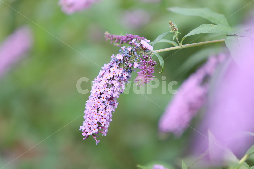 꽃,가을꽃,보라색,쳐진꽃,꽃송이,식물,자연,plants,nature,꽃,flower