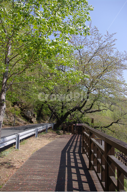 길,벚꽃나무,식물,plant,봄,spring,초록,자연,풍경,nature,landscape
