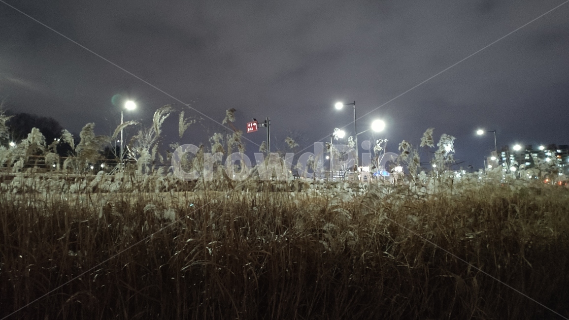 전주시,삼천천,삼천천야경,urban,어반,날씨,weather,자연,nature,light,빛,flare,플레어,식물,자연,plants,nature