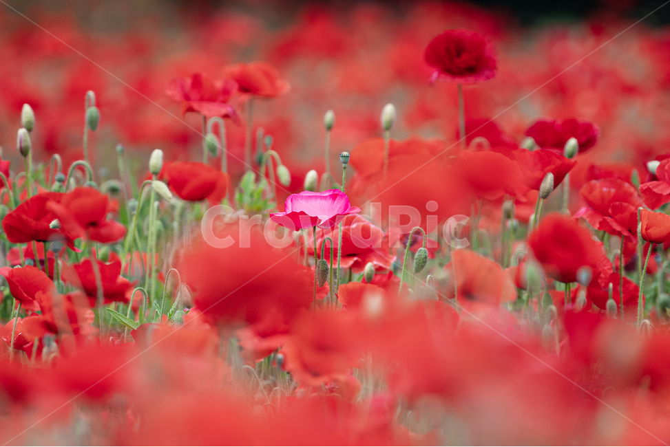 양귀비,개양귀비,식물,빨강색,꽃,알록달록,red