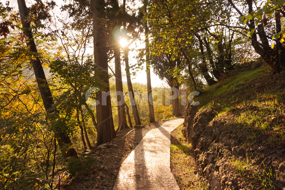 숲길,숲,나무,길,산책,햇빛,여유,산책로,여름,조지아,산,자연,풍경,nature,landscape,식물,plants,나무,trees,wood,휴식,힐링,rest,relaxation,healing,flare,플레어,light,빛,sunlight,path,통로