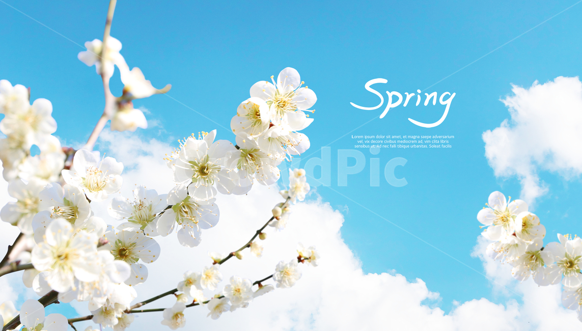 하늘,구름,매화,봄,캘리,캘리그라피,손글씨,붓글씨,감성,봄,계절,spring,season,식물,자연,plants,nature,꽃,flower,캘리그라피,손글씨,calligraphy,plant