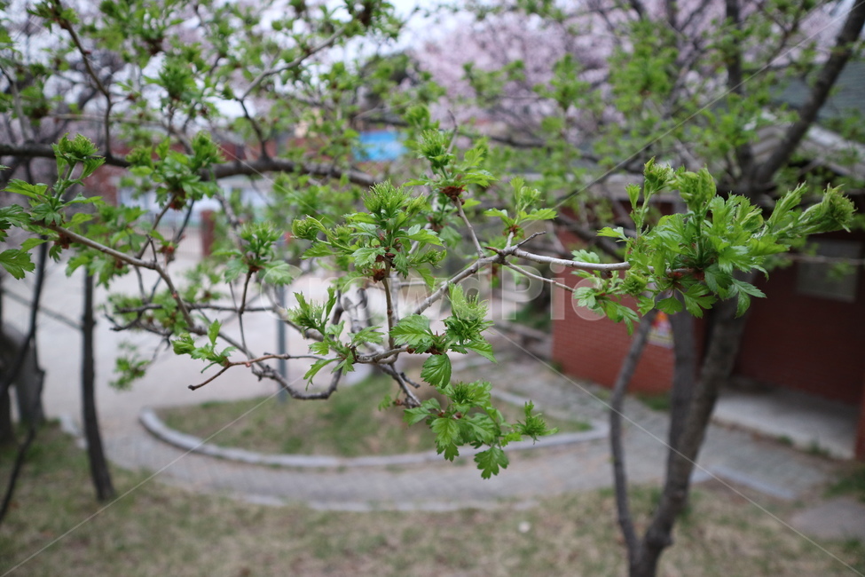 봄,공원,나무,나뭇잎,초록색,식물,자연,plants,nature