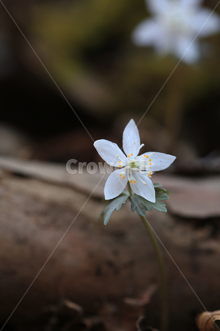 봄,꽃,야생화,바람꽃,너도바람꽃,산,spring,flower,wildflower,windflower,봄,계절,spring,season,식물,자연,plants,nature,꽃,flower,plant,blossom