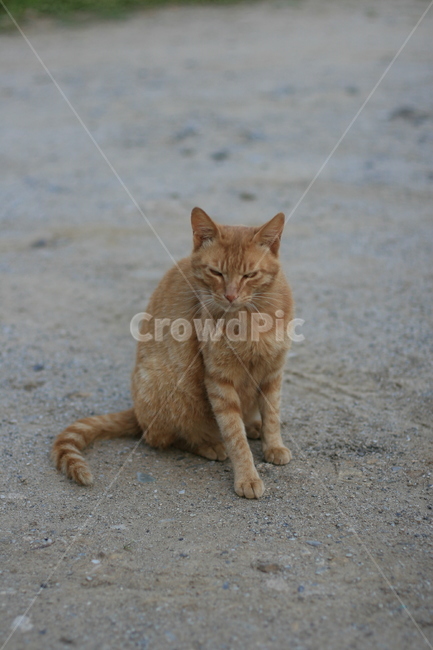 cat,고양이,mammal,포유류,animal,동물,pet,애완동물,반려동물