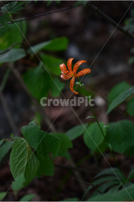 말나리,야생화,식물,자연,꽃,생태,힐링,플라워,wildflower,flower,plants,nature,season,감성,느낌,emotion,feeling,여름,여러해살이풀,산형과,백합과,백합속,주황색,식물,자연,plants,nature,꽃,flower