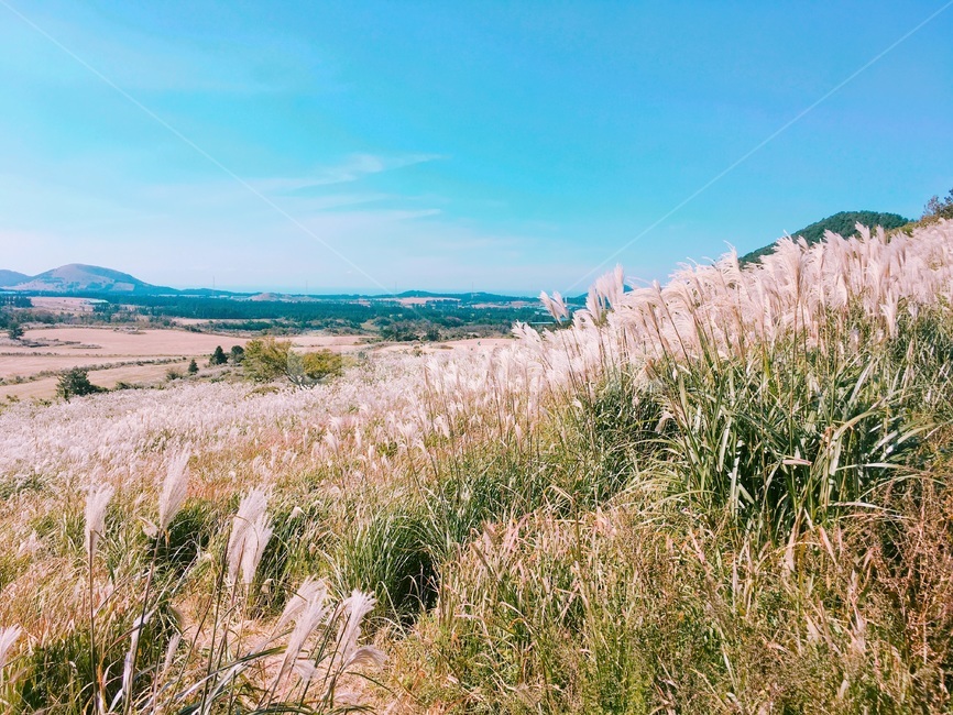 제주,제주도,하늘,맑음,자연,햇빛,새별오름,억새,jeju,jejuisland,sky,sunny,nature