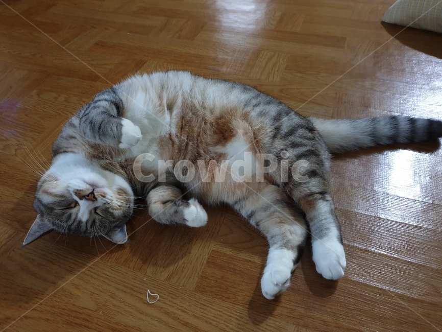 고양이,동물,귀여움,애완동물,냥이,동물,animal,포유류,mammal,고양이,cat,kitten,kitty