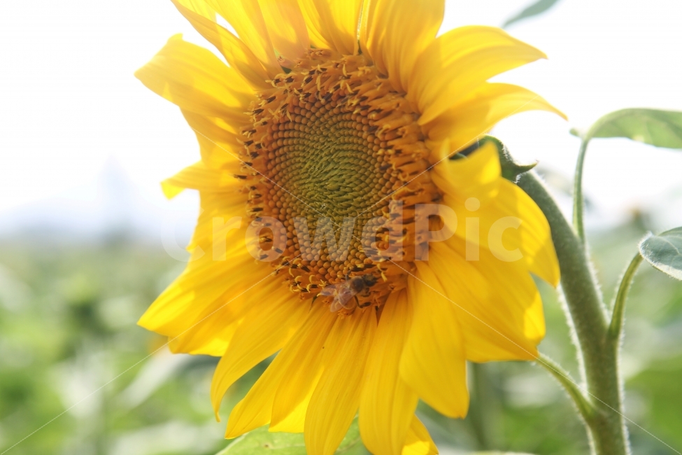 해바라기꽃,가을꽃,꽃,식물,자연,감성사진,식물,자연,plants,nature,꽃,flower,동물,animal,곤충,벌레,insect,bug