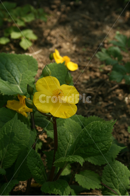 피나물,봄,봄날,봄풍경,감성,spring,flower,공원,풍경,식물,새싹,잎,초록,꽃,노란색,봄,계절,spring,season,식물,자연,plants,nature,꽃,flower,plant,blossom,geranium,제라늄