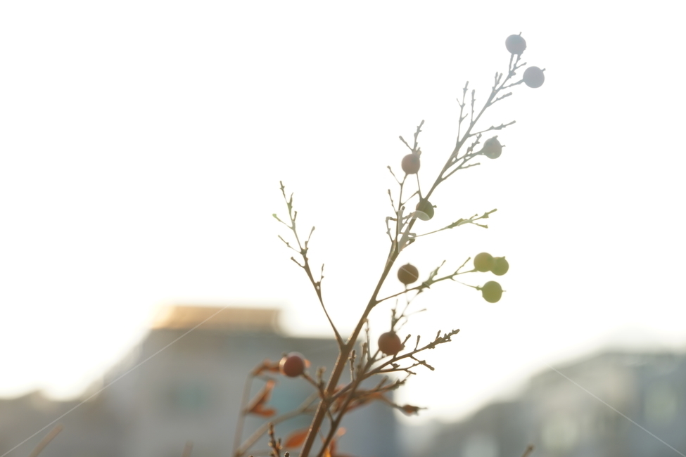 봄,햇살,감성사진,봄꽃,봄풍경,식물,생명,풍경,계절,봄날,자연,봄,계절,spring,season,식물,자연,plants,nature,과일,열매,fruit,휴식,힐링,rest,relaxation,healing,plant