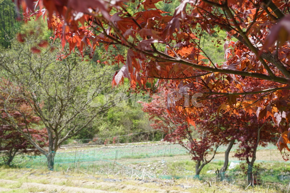 단풍,나무,조경,가로수,수목,산책