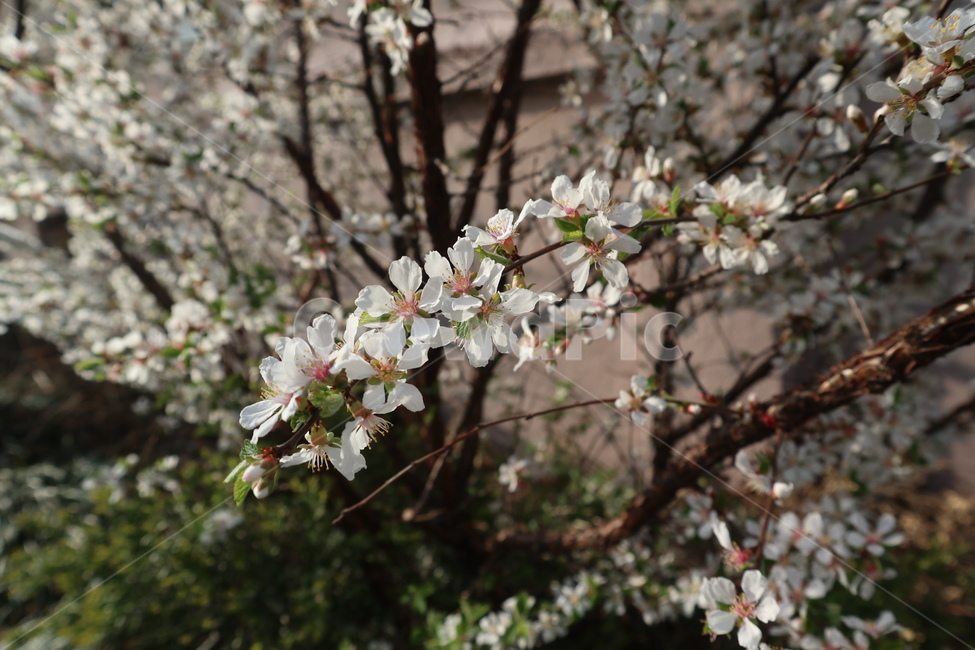 벚꽃,흰벚꽃,벚꽃근접,벚꽃나무,봄꽃,꽃,꽃나무,봄,계절,spring,season,식물,자연,plants,nature,꽃,flower,plant,blossom,cherry blossom