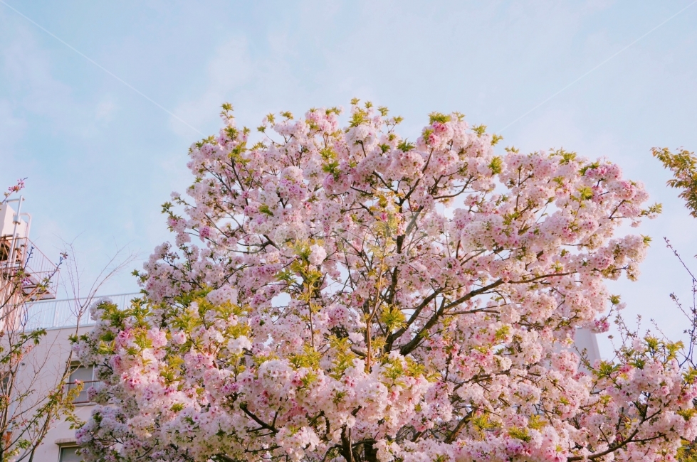 벚꽃,봄,겹벚꽃,꽃,spring,감성,감성사진,cherryblossom,flower,날씨,계정,풍경,자연,봄,계절,spring,season,식물,자연,plants,nature,꽃,flower,나무,trees,wood,plant,blossom