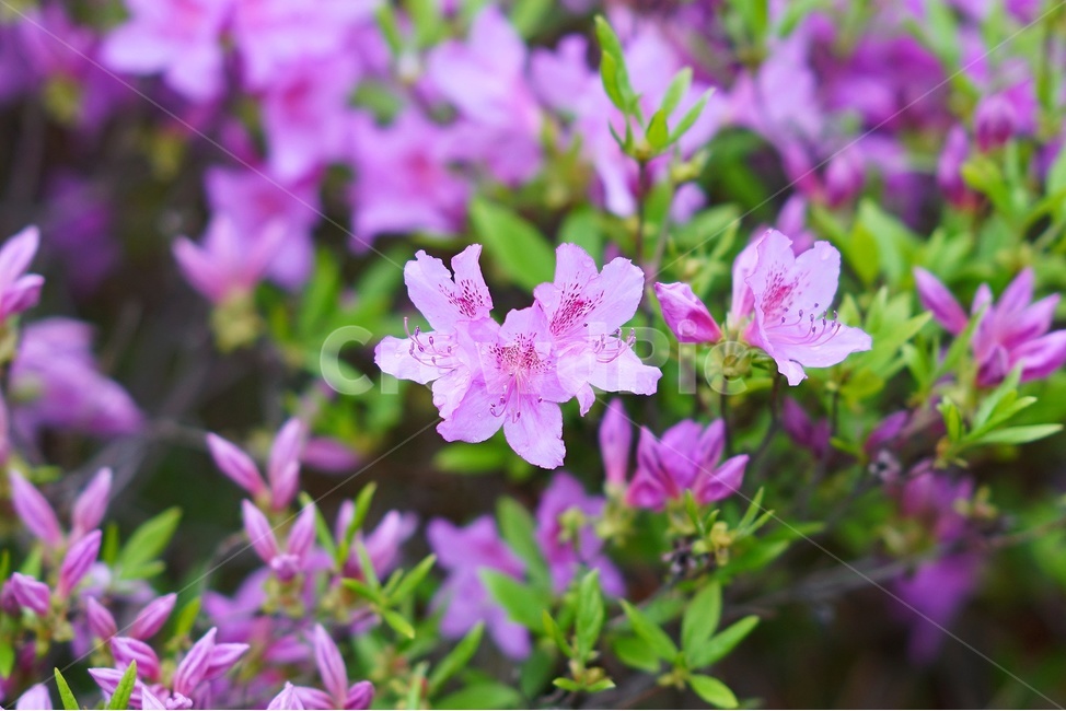 꽃,보케,아웃포커싱,봄,향기,봄,계절,spring,season,식물,자연,plants,nature,꽃,flower,plant,blossom,geranium,제라늄