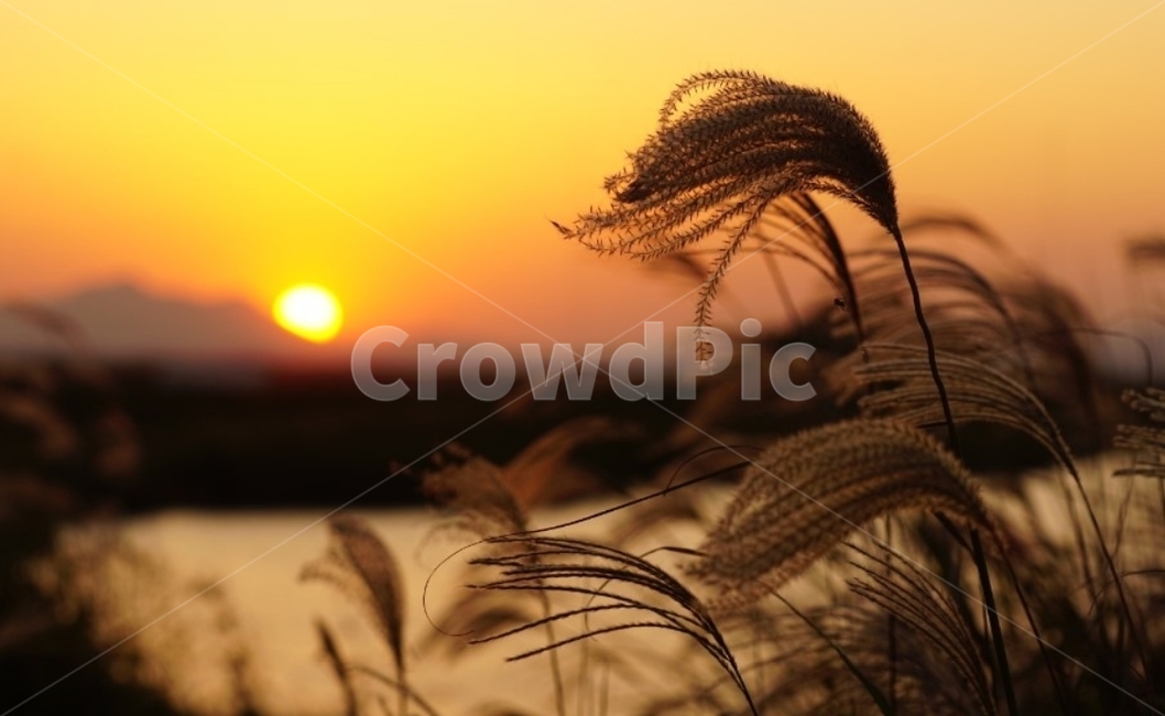 가을,억새,단풍,바람,자연,그림자,길,풍경,일몰,감성,서정,nature,autumn,태양,노을,가을,계절,fall,autumn,season,자연,풍경,nature,landscape,plant,식물,grass,잔디,outdoors,옥외