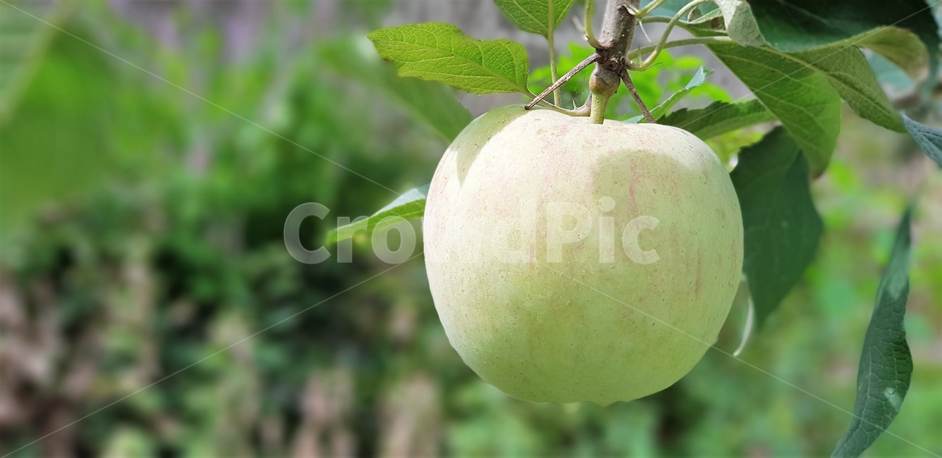 사과,과일,풋사과,자연,사과나무,텃밭,새콤달콤,식물,자연,plants,nature,과일,열매,fruit