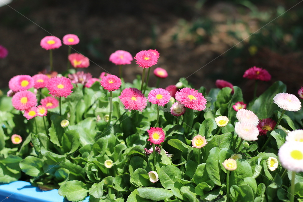 핑크,화단,화분,여름,꽃,데이지,식물,자연,plants,nature,꽃,flower